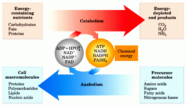 Un curso corto en metabolismo de hidratos de carbono
