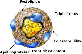 colesterol2