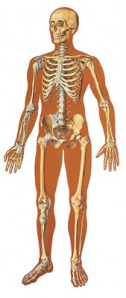 v2001_l_el-esqueleto-humano-con-ligamentos-frontal