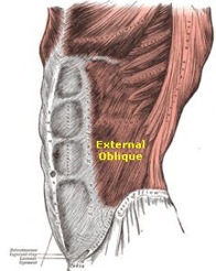 external-oblique
