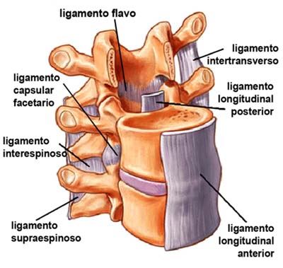 http://mundoentrenamiento.com/wp-content/uploads/2015/06/ligamentos-columna-vertebral.jpg